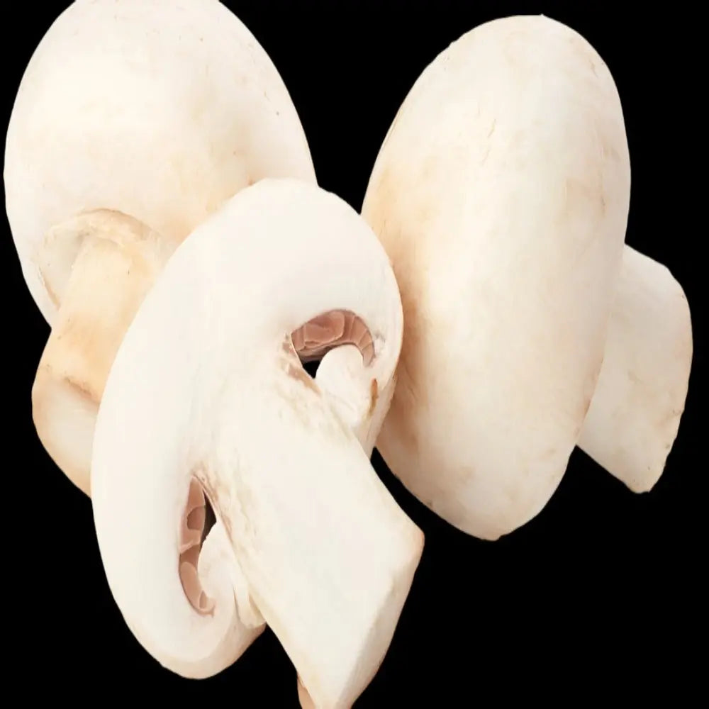 Champignon Mushroom  Mycotopia