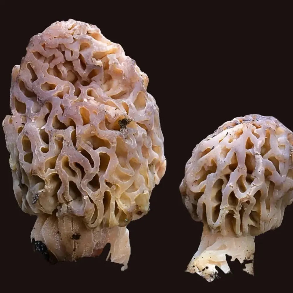 Natural Morel Mushroom.  Mycotopia