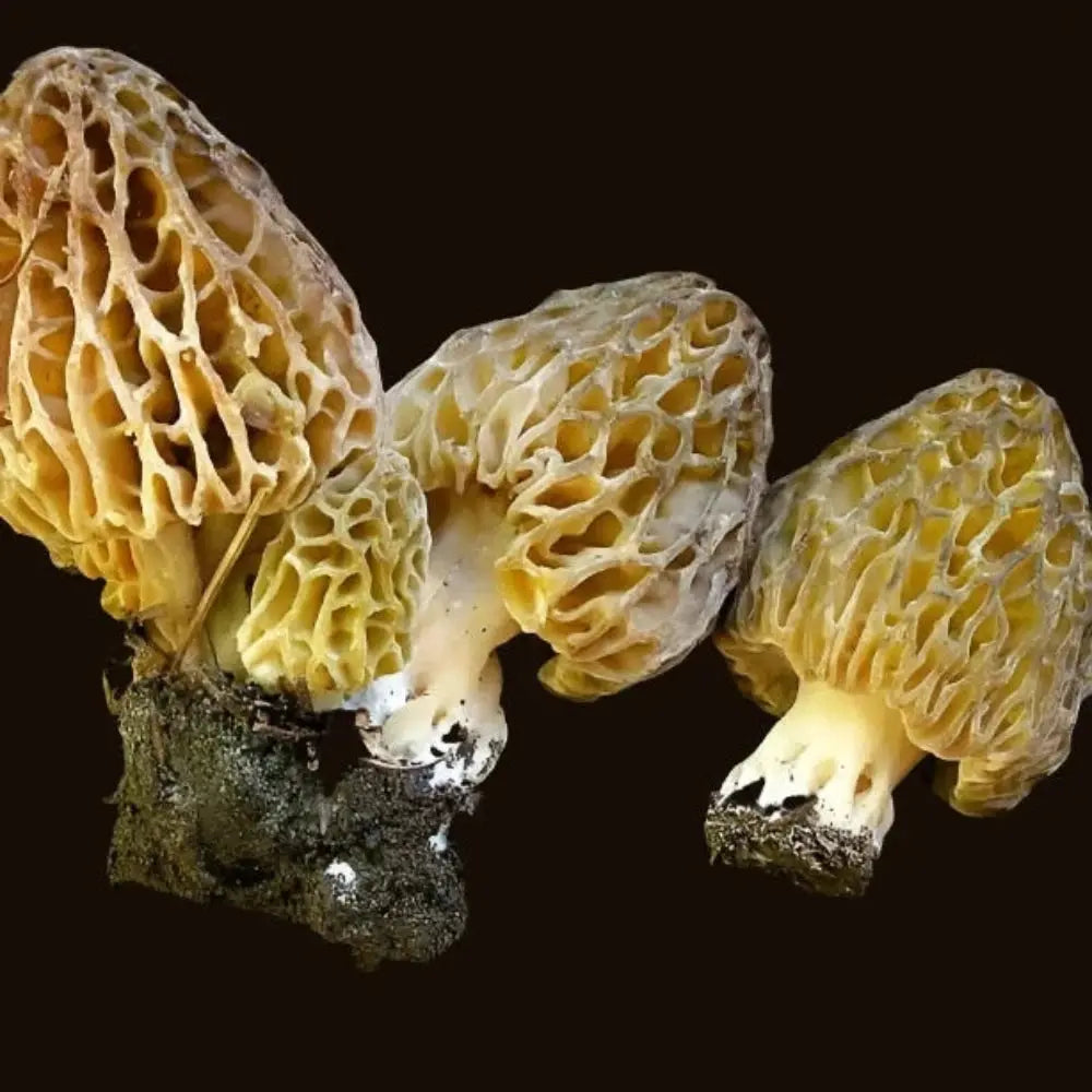 Natural Morel Mushroom.  Mycotopia