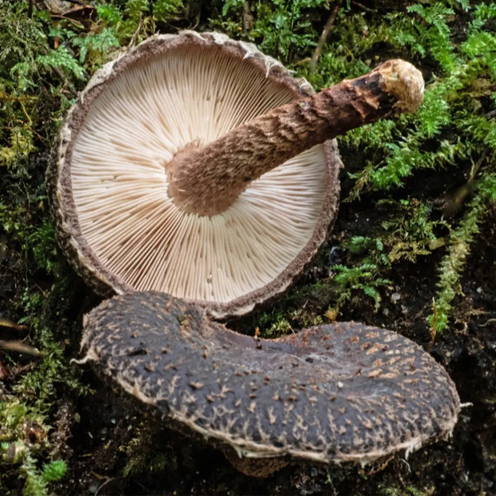 New Zealands Bush Shiitake Mushroom  Mycotopia