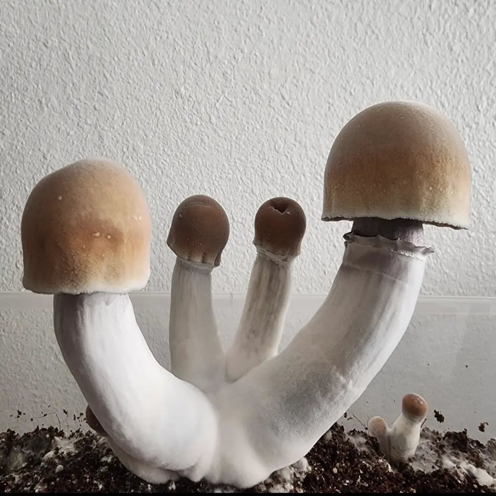 ODPE Mushroom.  Mycotopia