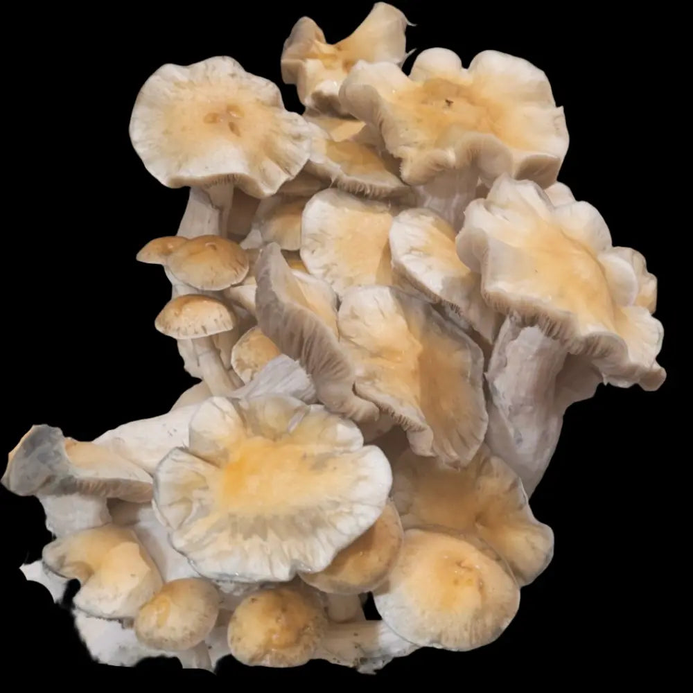 Omega Mushroom.  Mycotopia