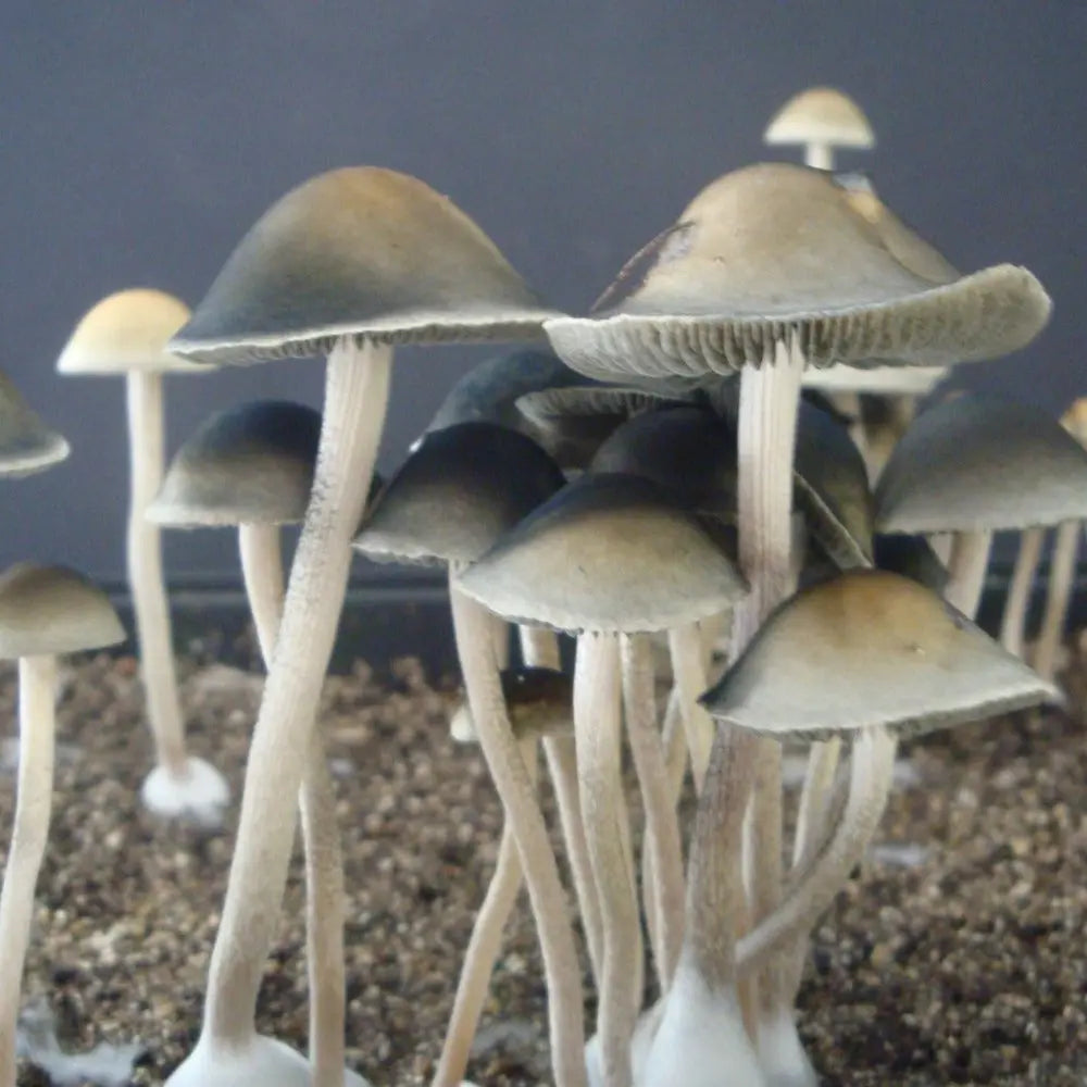 Paneolus cyanescens Goliath Mushroom  Mycotopia