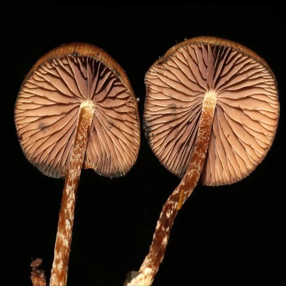 P. subtropicalis Mushroom.  Mycotopia