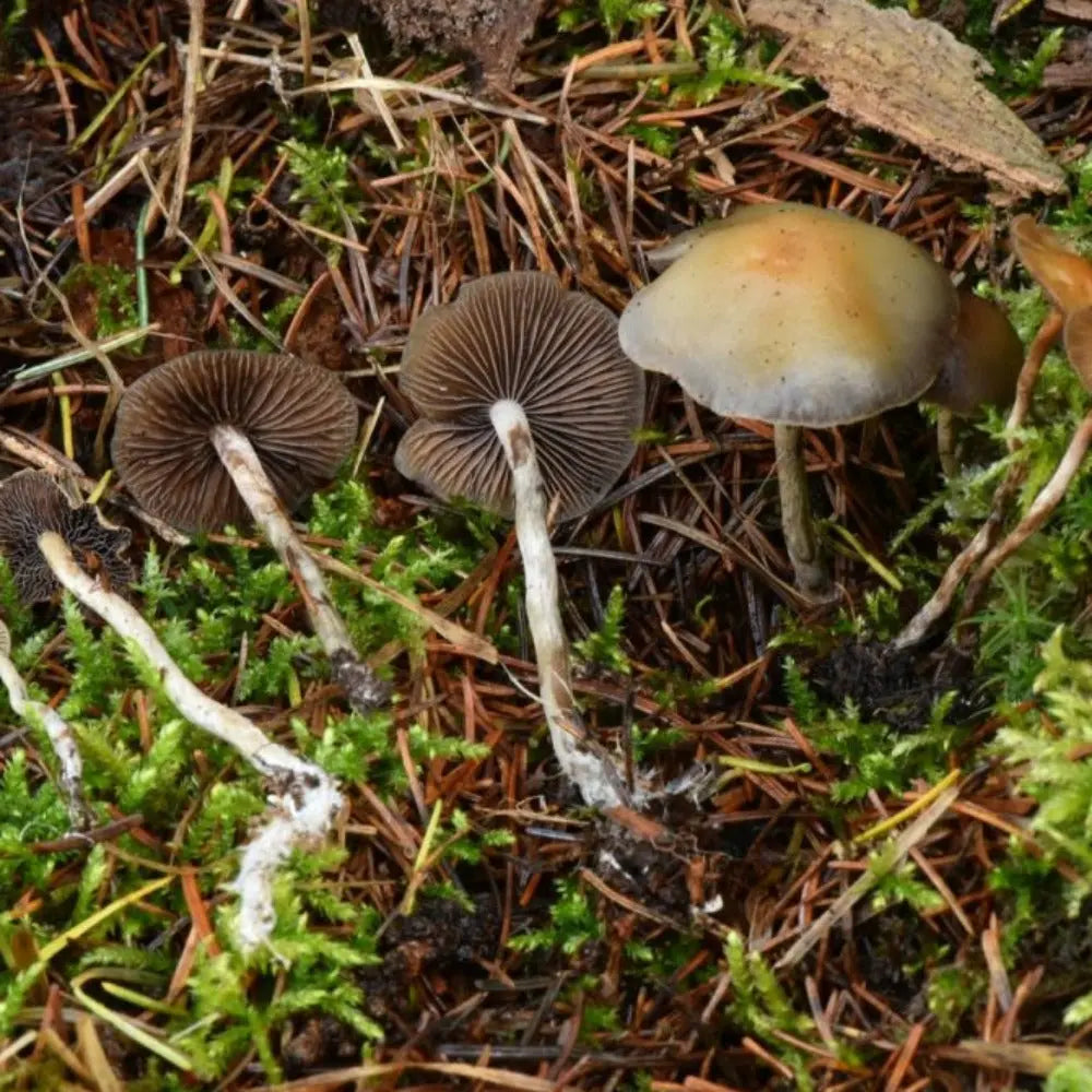 P. aztecorium Mushroom.  Mycotopia