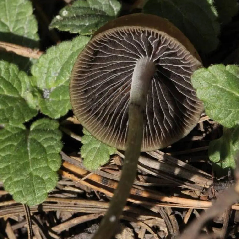 P. aztecorium Mushroom.  Mycotopia