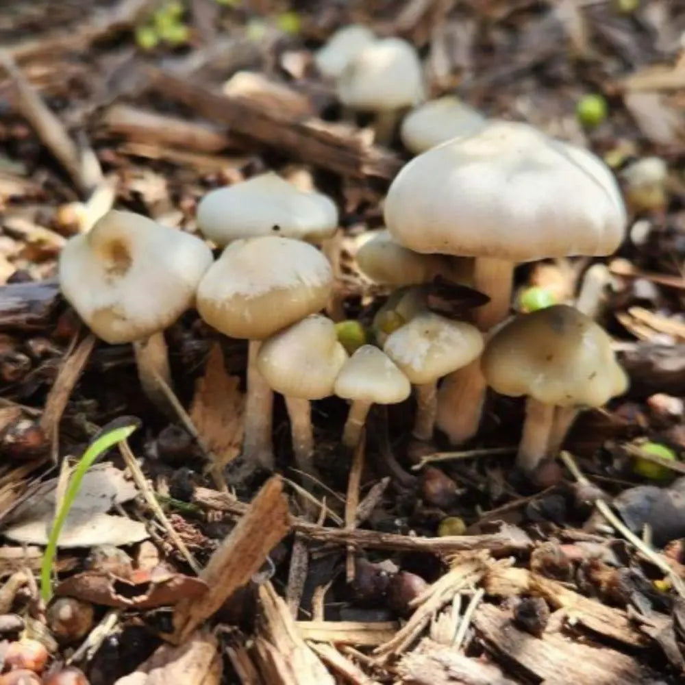 P. niveotropicalis Mushroom.  Mycotopia