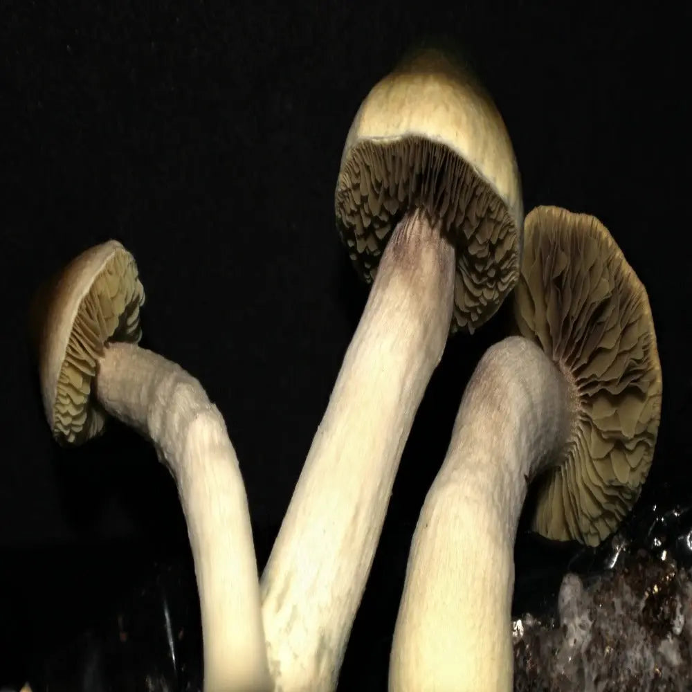 P. pseudoaztecorum Mushroom.  Mycotopia