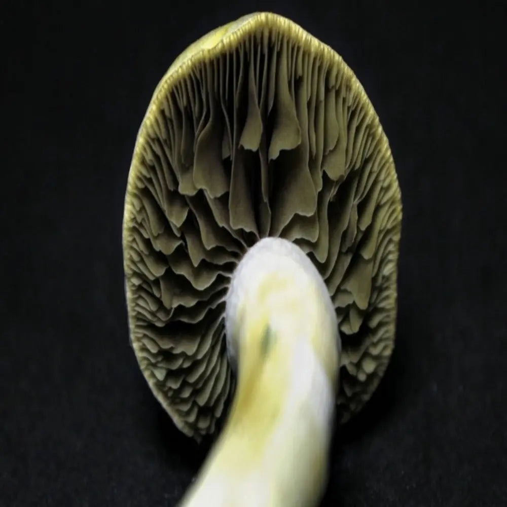 P. pseudoaztecorum Mushroom.  Mycotopia