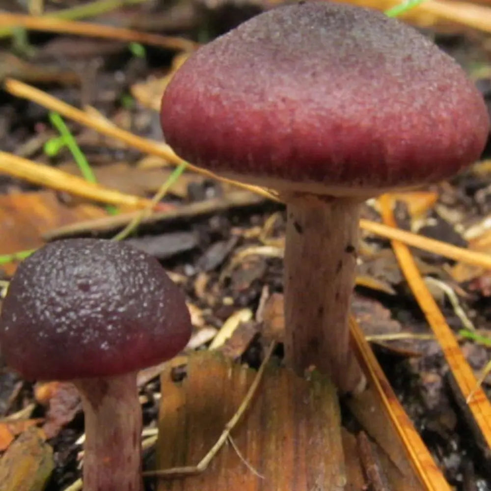 P. subsecotiodes Mushroom.  Mycotopia