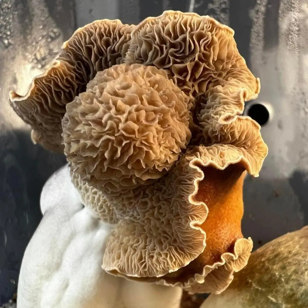 PE + Mushroom  Mycotopia