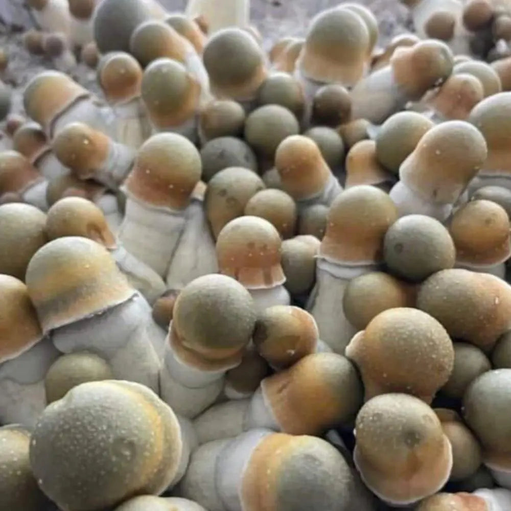 PE Uncut Revert Mushroom.  Mycotopia