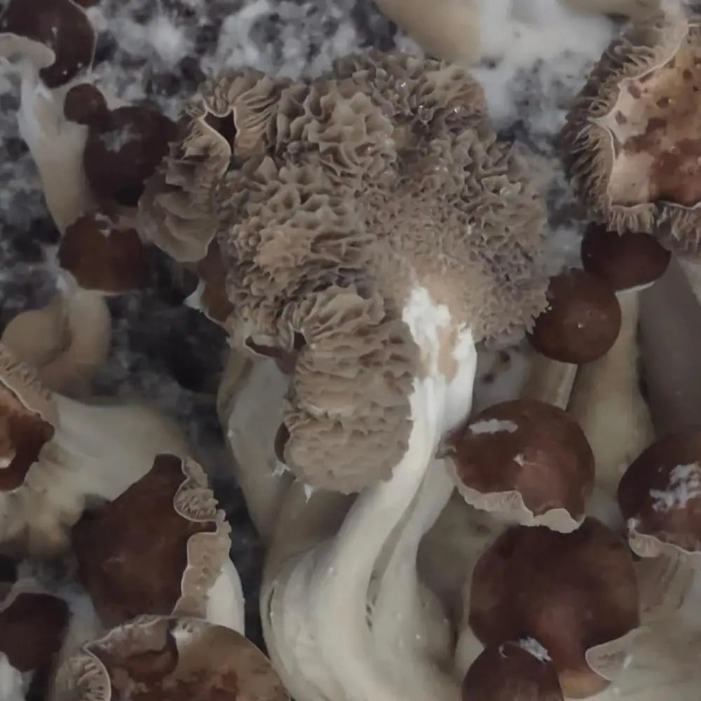 PE + Mushroom  Mycotopia