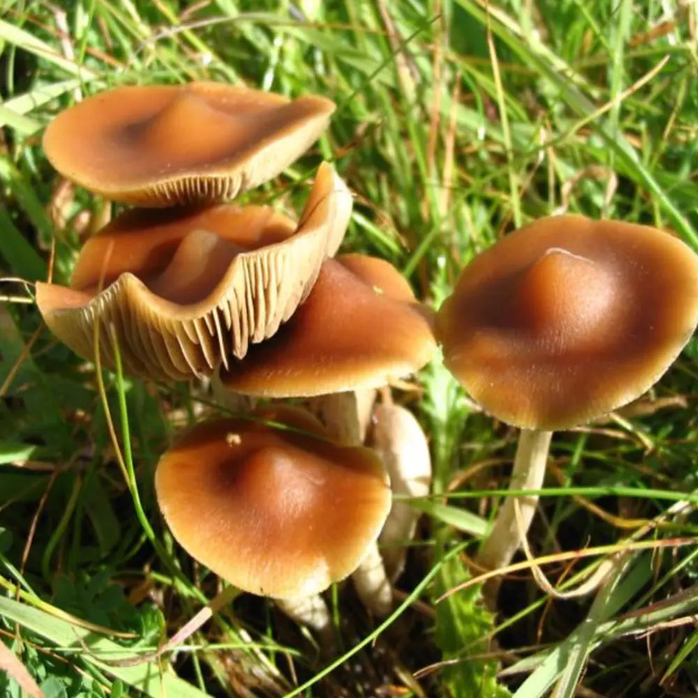 P. subaeruginosa Mushroom.  Mycotopia