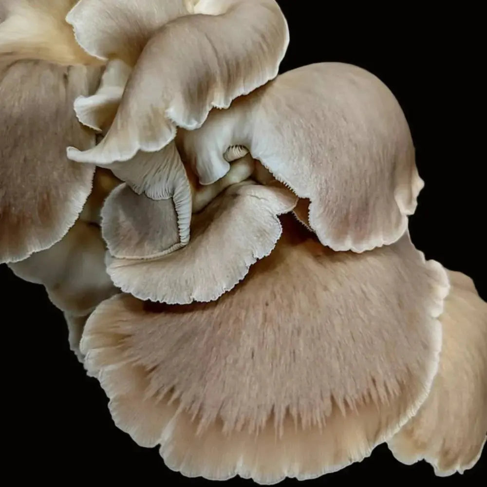 Painted Oyster Mushroom.  Mycotopia