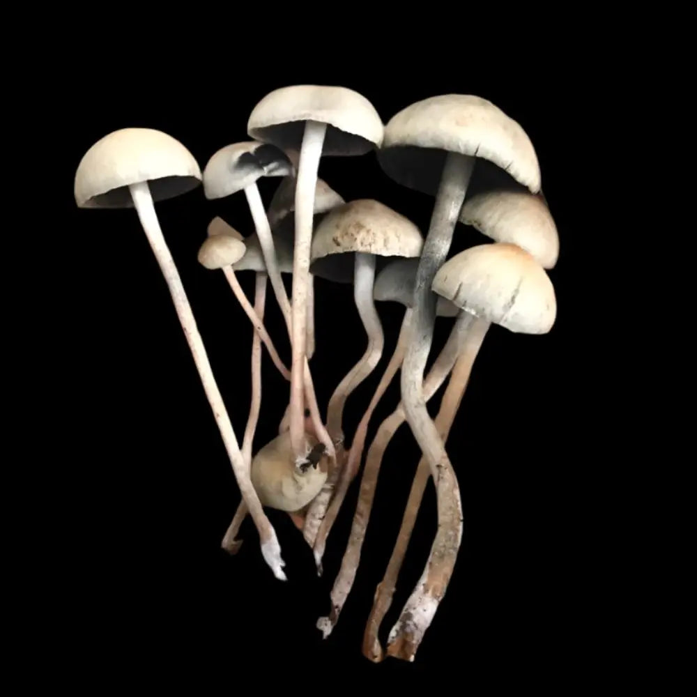 Paneolus Cyanescens Debary Mushroom.  Mycotopia