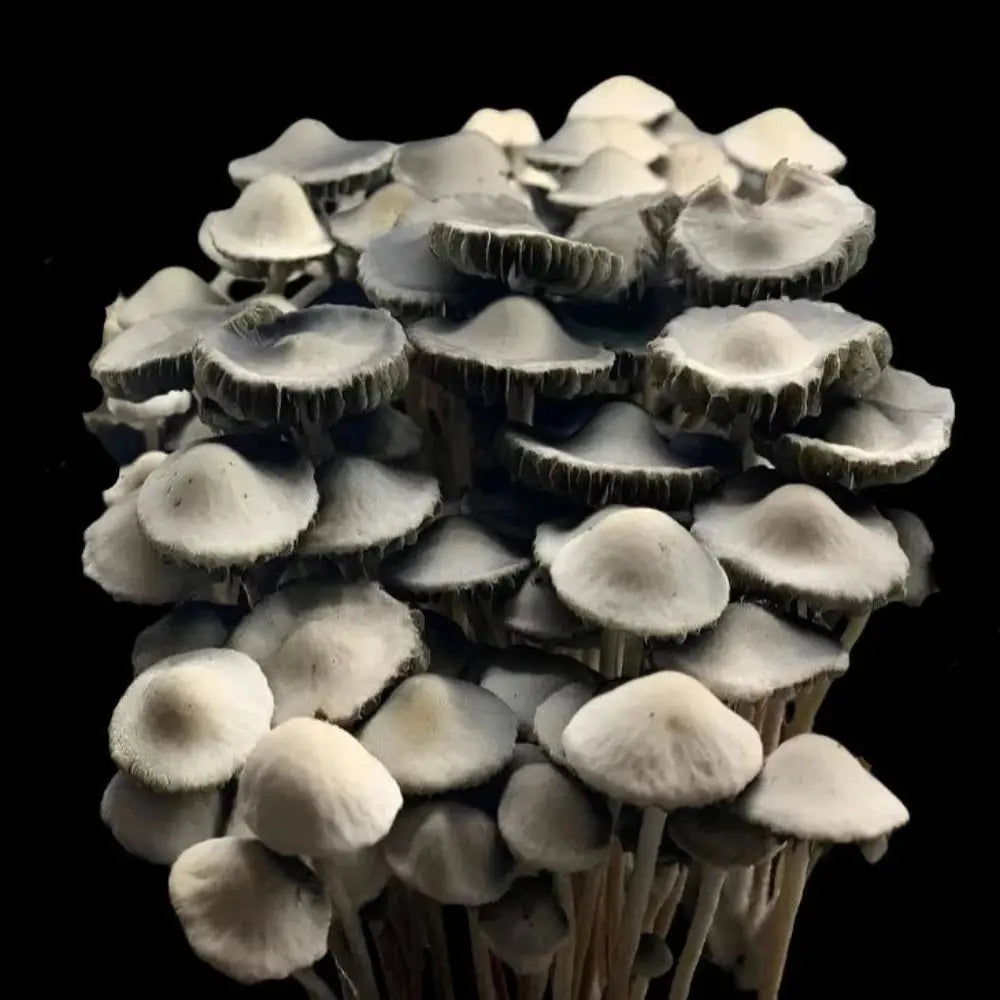 Panaeolus Cyanescens Peace River Mushroom.  Mycotopia