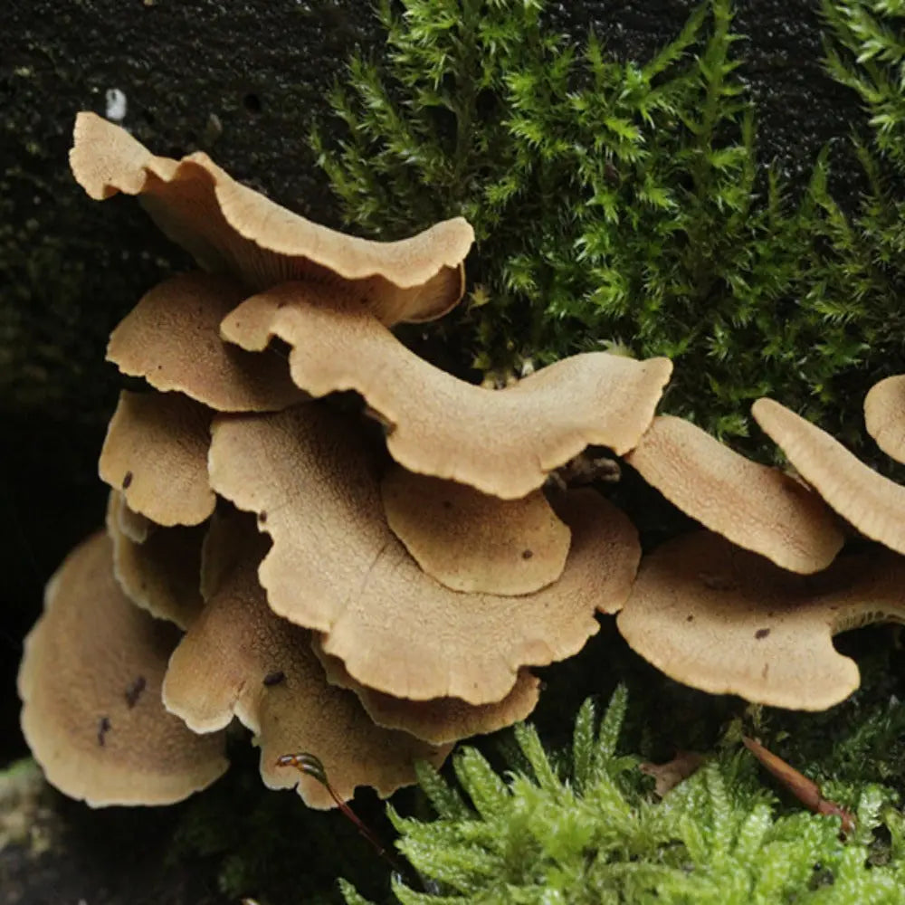 Bitter Oyster Mushroom  Mycotopia