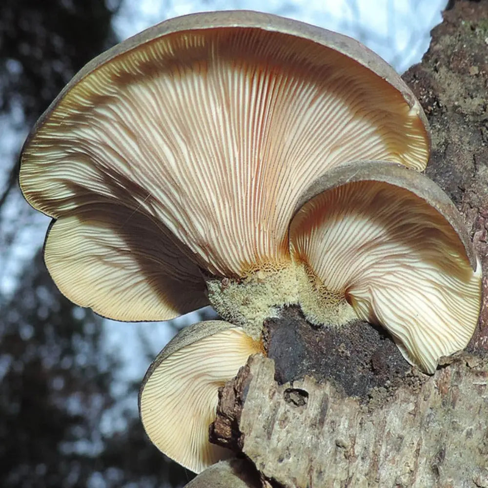 Late Oyster Mushroom  Mycotopia