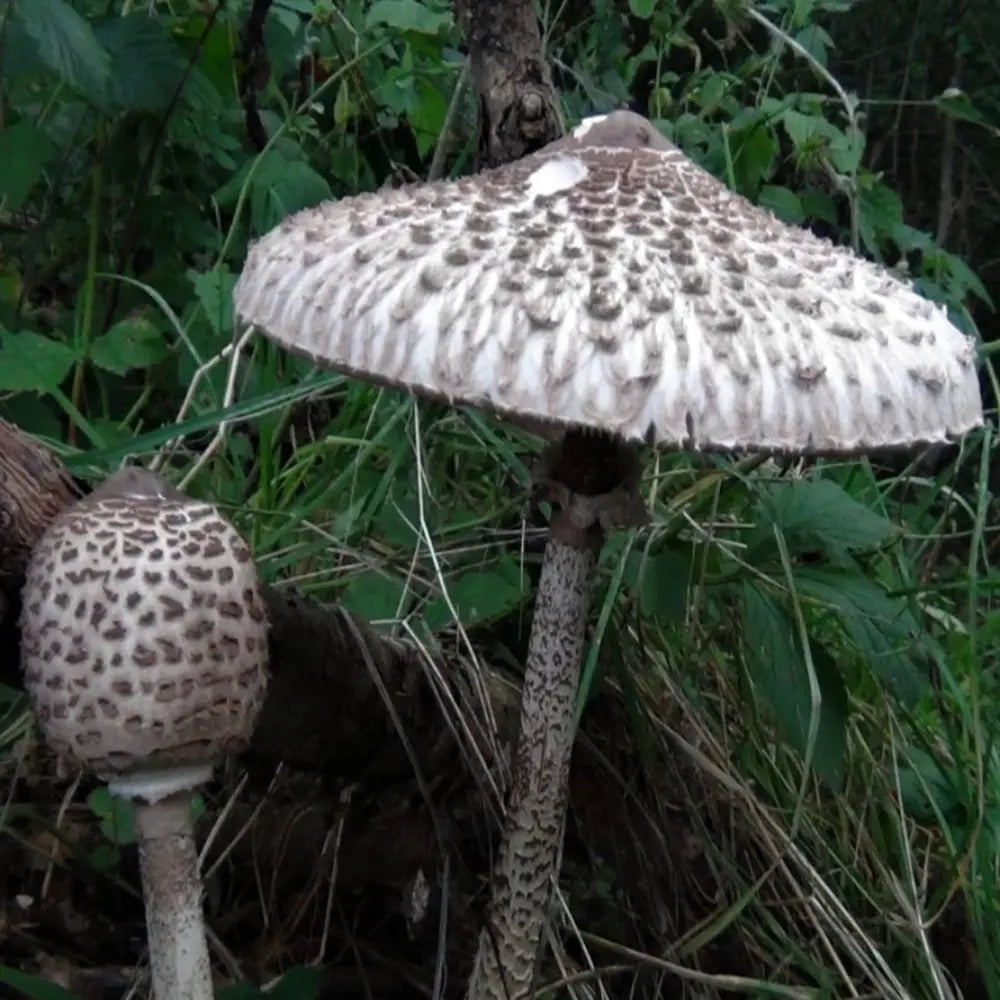 Parasol Mushroom Mushroom  Mycotopia