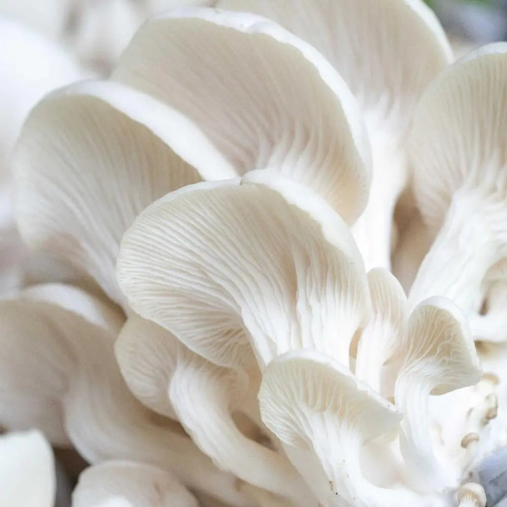 Pearl Oyster Mushroom.  Mycotopia