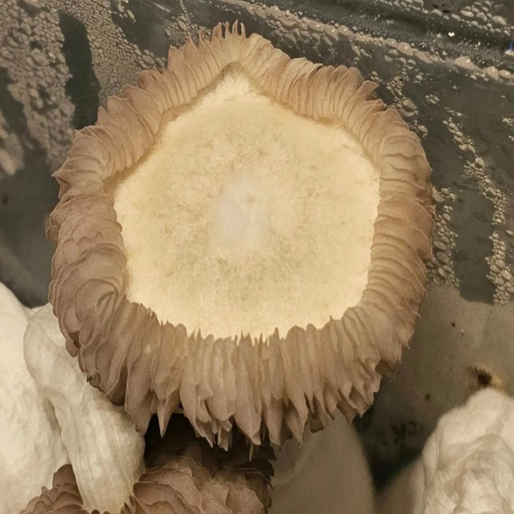 Peng Mushroom  Mycotopia