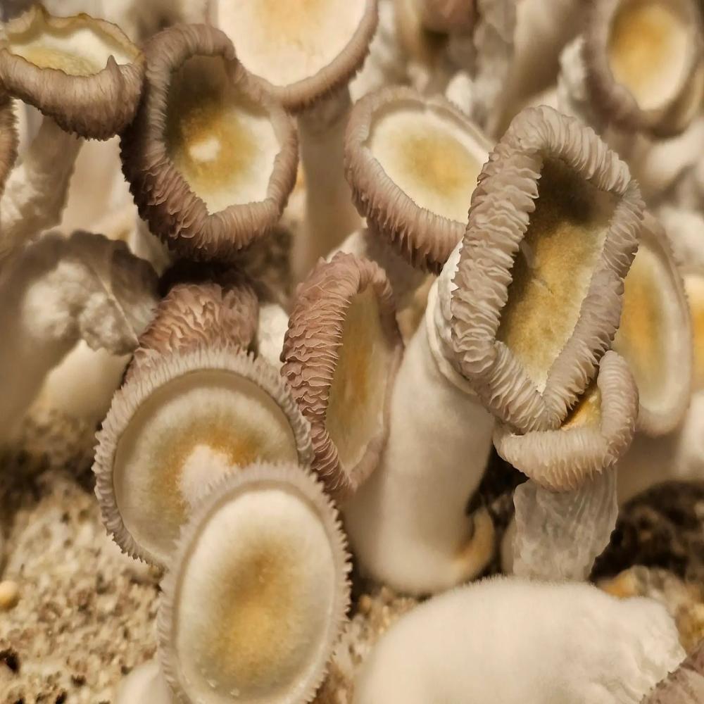 Peng Mushroom  Mycotopia