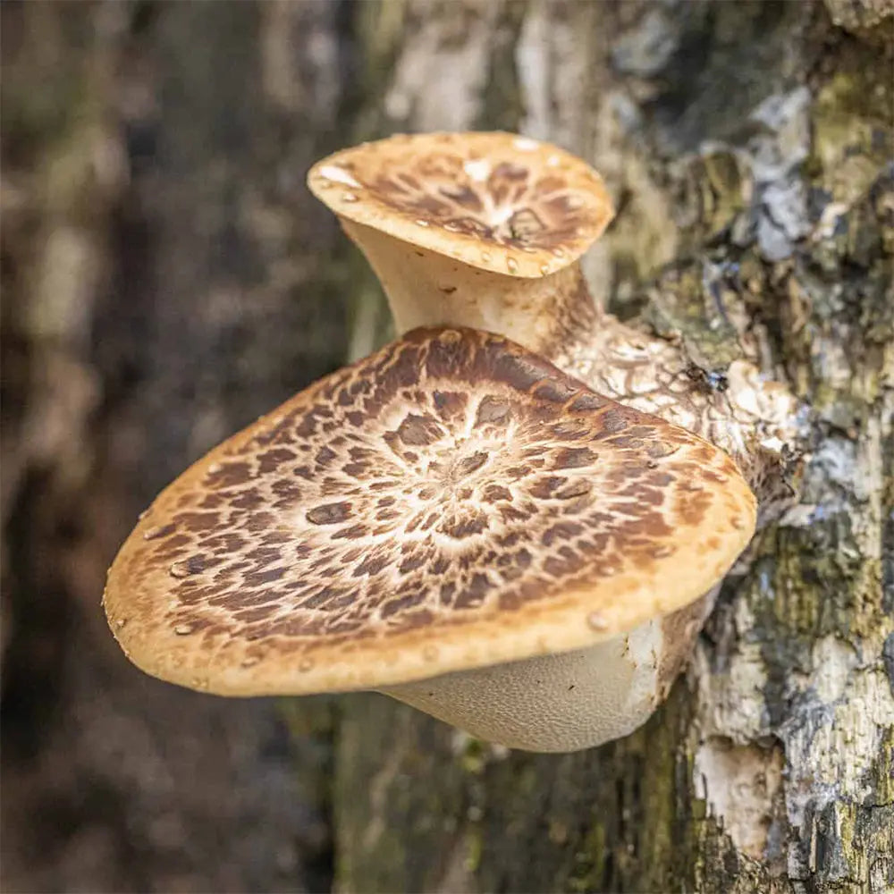 Pheasant Back Mushroom  Mycotopia