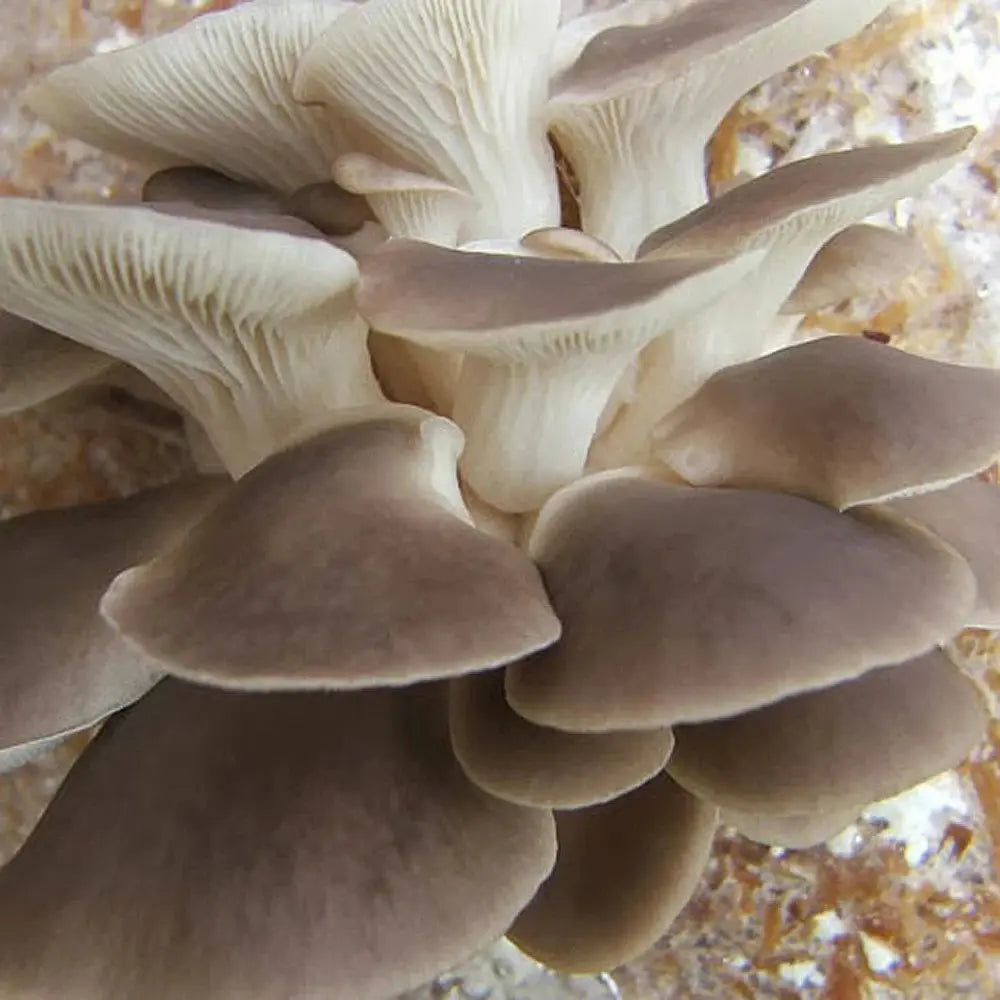 Phoenix Oyster Mushroom.  Mycotopia