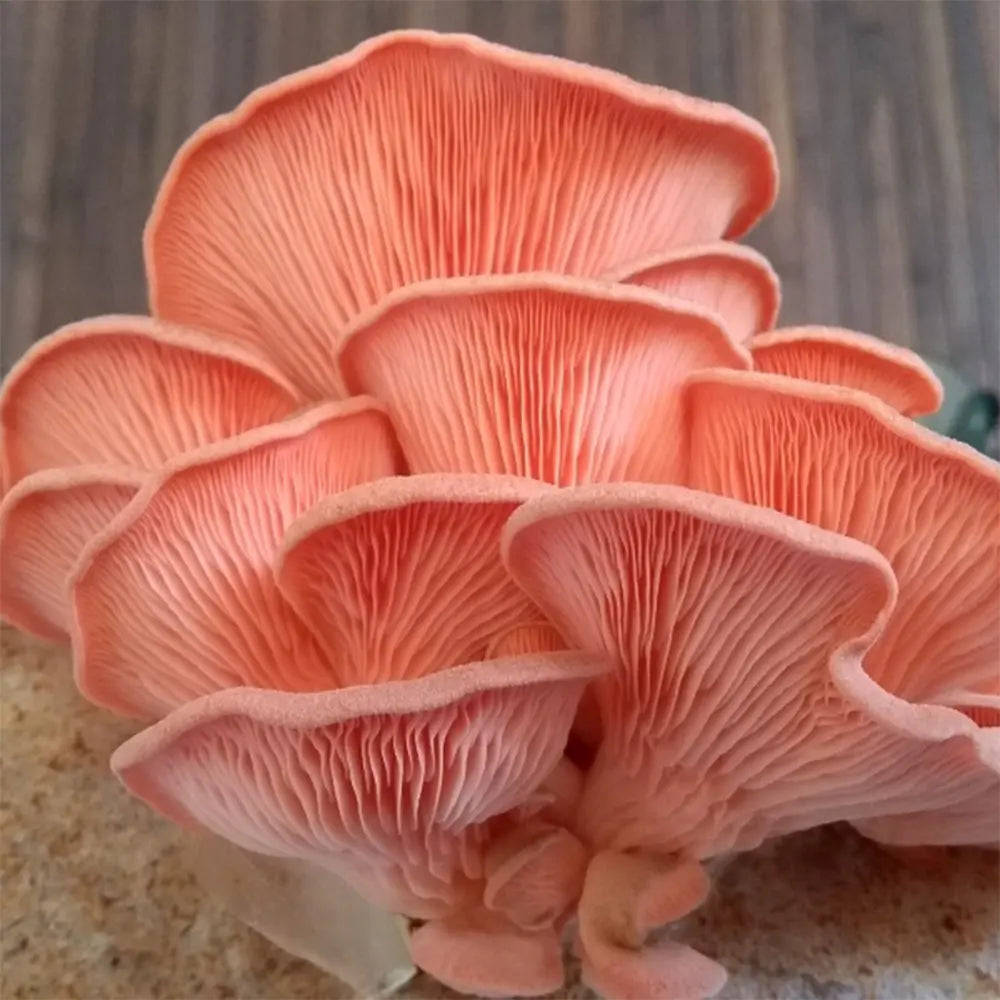 Pink Oyster Mushroom.  Mycotopia