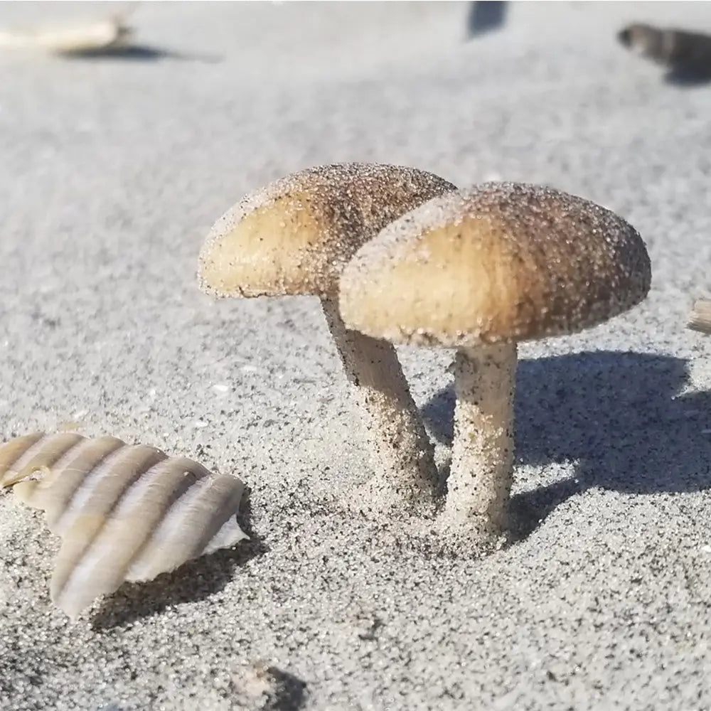 Playa Uvita Mushroom  Mycotopia