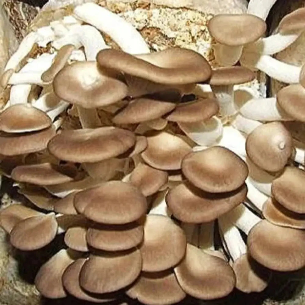 Pocket Sized Oyster Mushroom.  Mycotopia