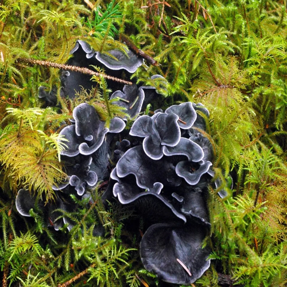 Blue Chanterelle Mushroom  Mycotopia