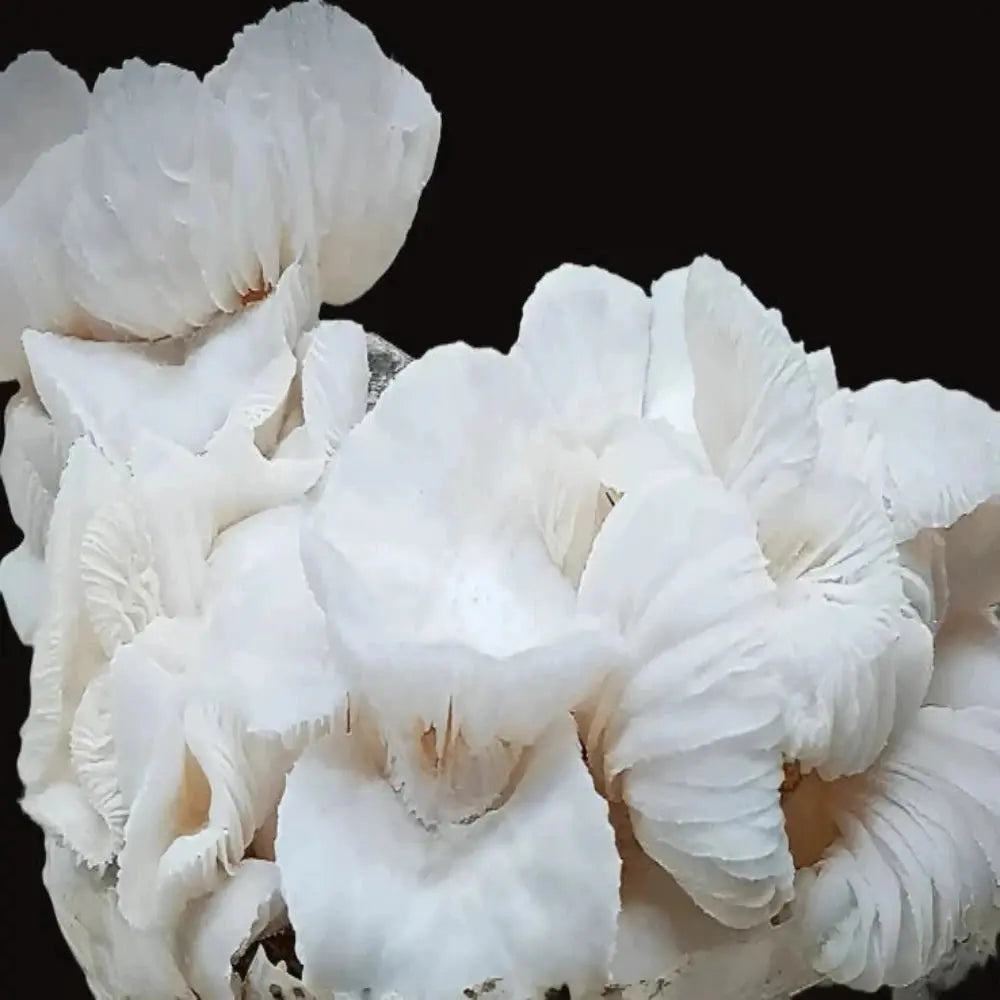 Porcelain Mushroom.  Mycotopia