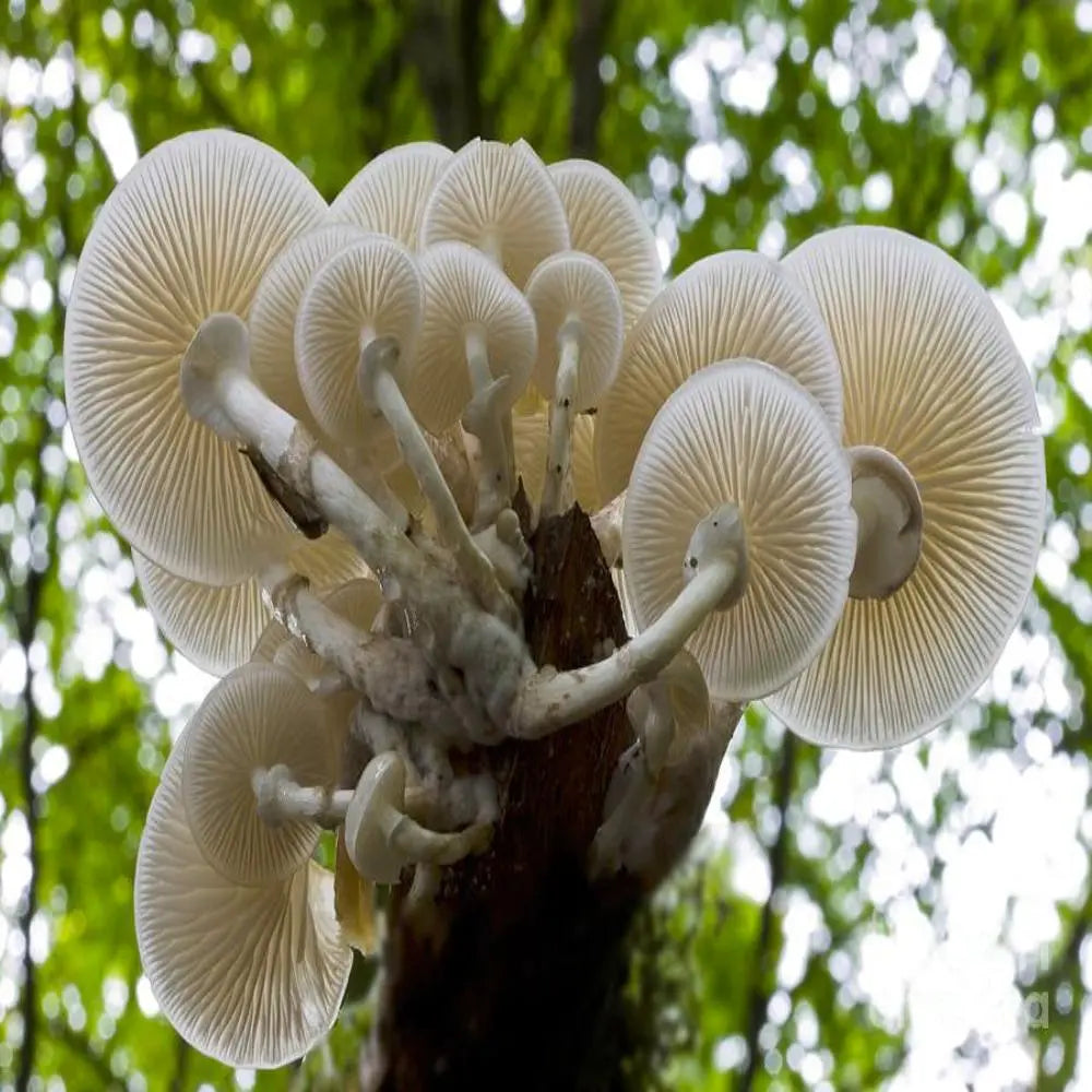 Porcelain Mushroom.  Mycotopia