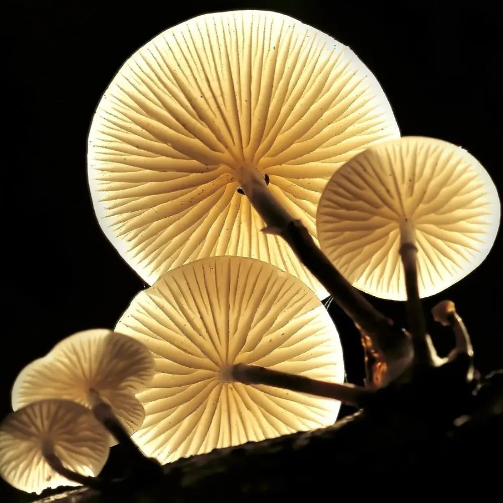 Porcelain Mushroom.  Mycotopia