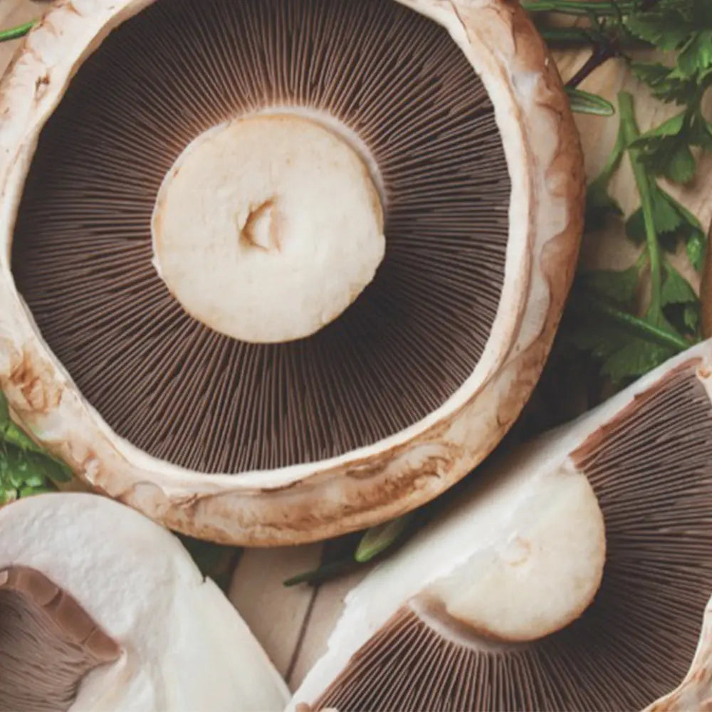 Portobello Mushroom.  Mycotopia