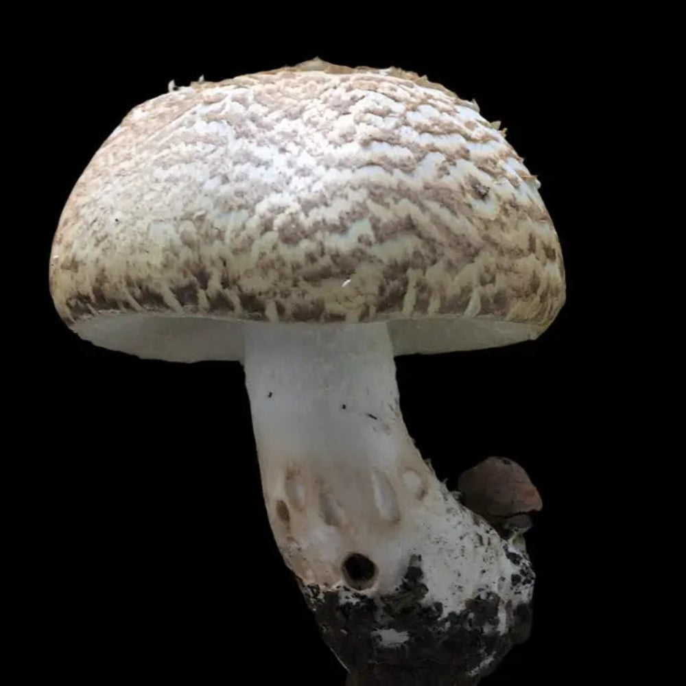 The Prince Mushroom  Mycotopia