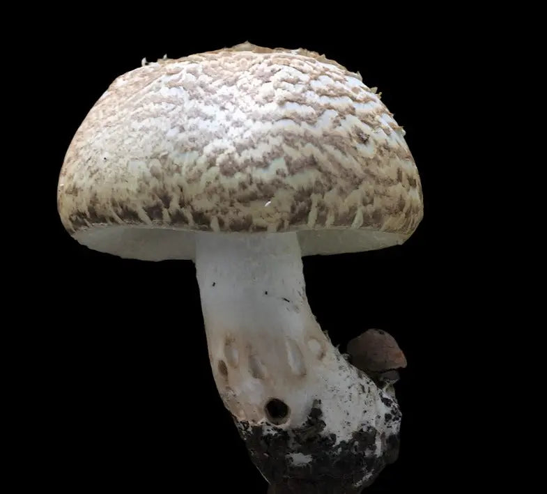 The Prince Mushroom  Mycotopia