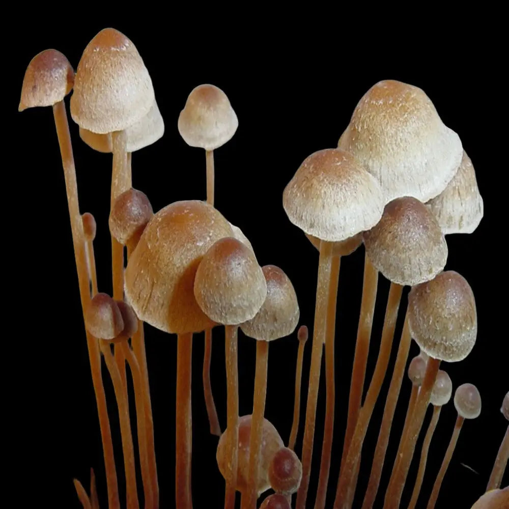 P. tampanensis Mushroom  Mycotopia