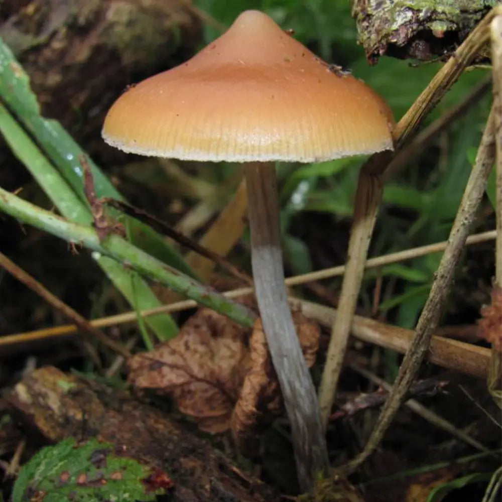 P. Azurecens Mushroom  Mycotopia