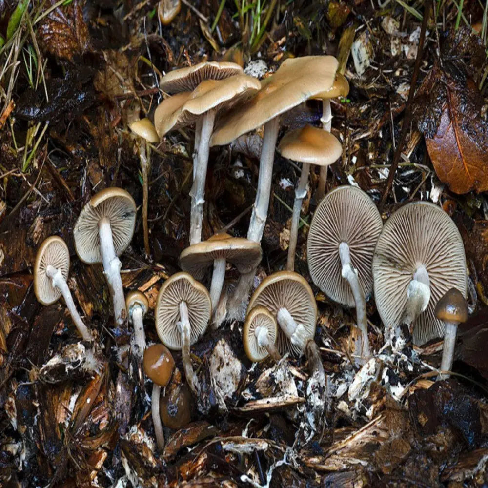 P. ovoideocystidiata Mushroom.  Mycotopia