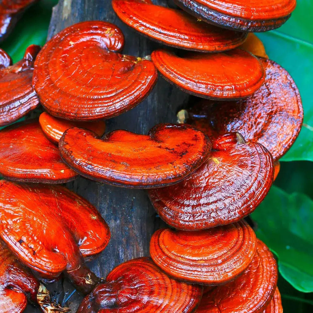 Red Reishi Mushroom.  Mycotopia