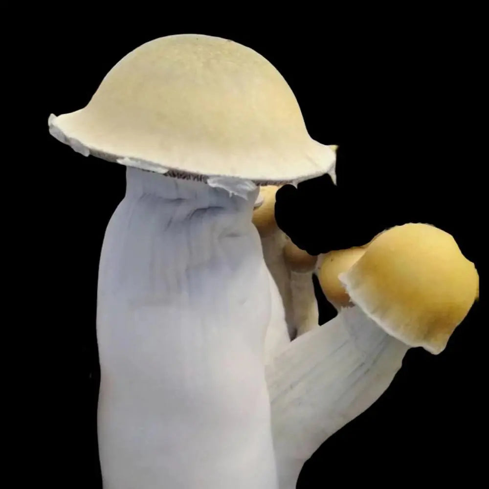 Riptide Mushroom.  Mycotopia