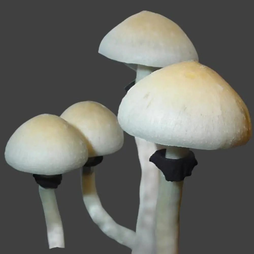 Roaton Honduras Mushroom.  Mycotopia