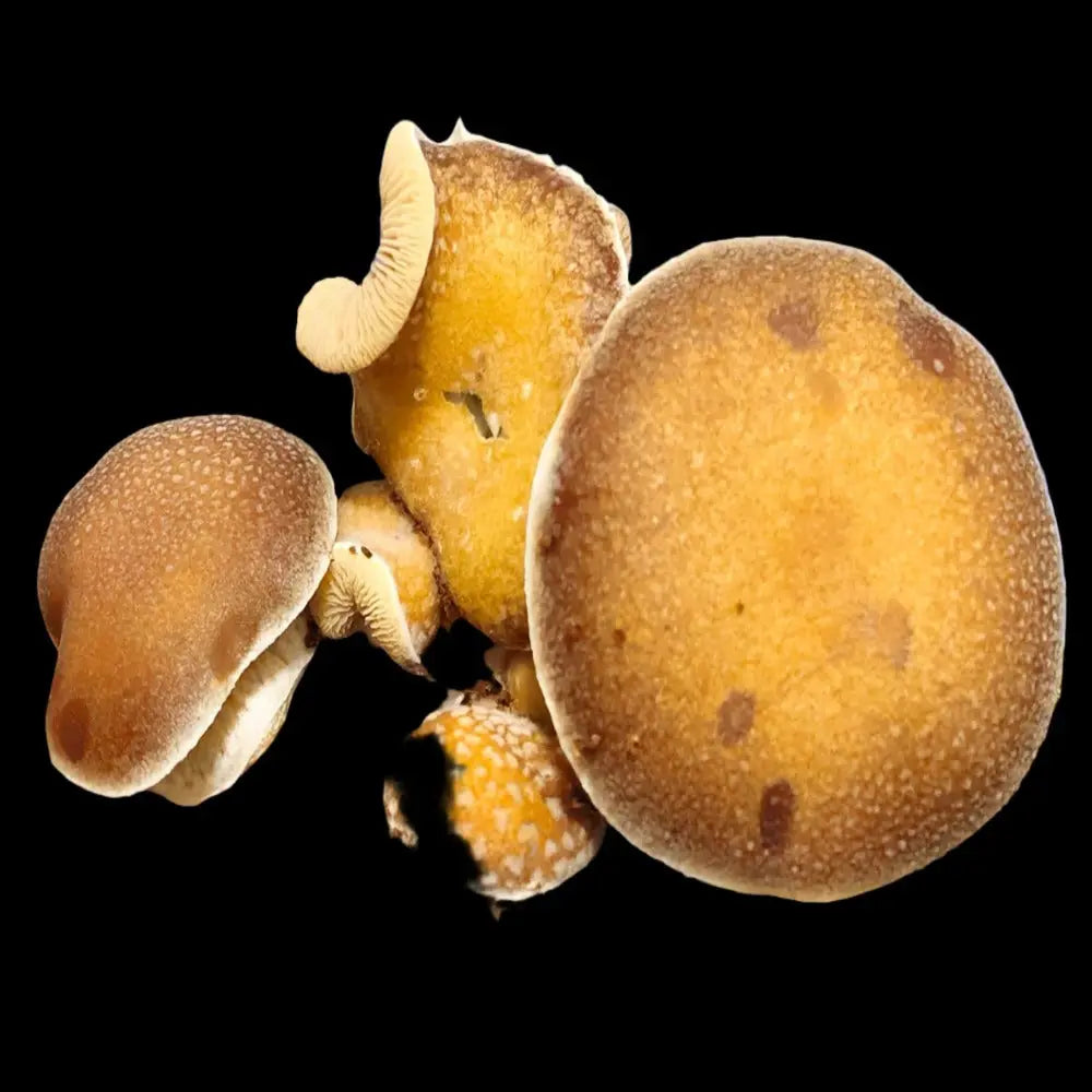 SE Houston Pancakes Mushroom  Mycotopia