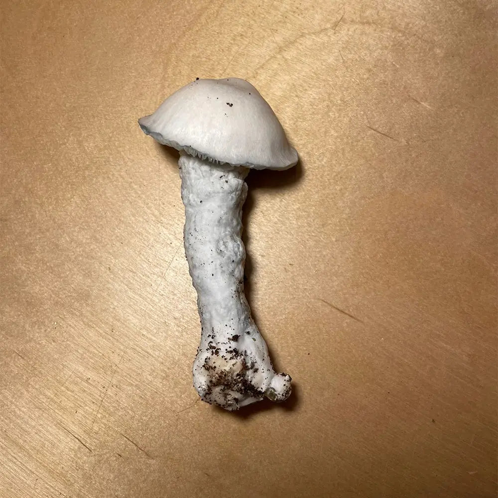 Cambo crossed with SV10 Mushroom.  Mycotopia