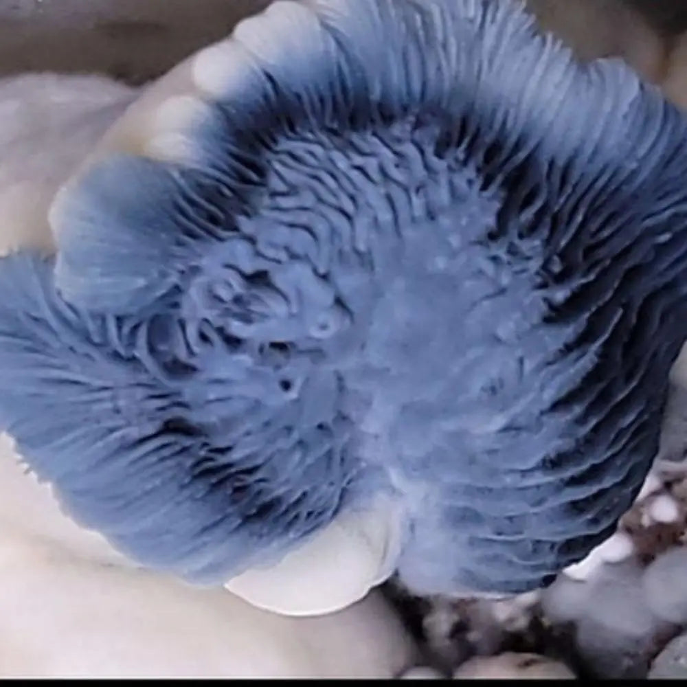 Albino Saturn Tidepool Mushroom.  Mycotopia