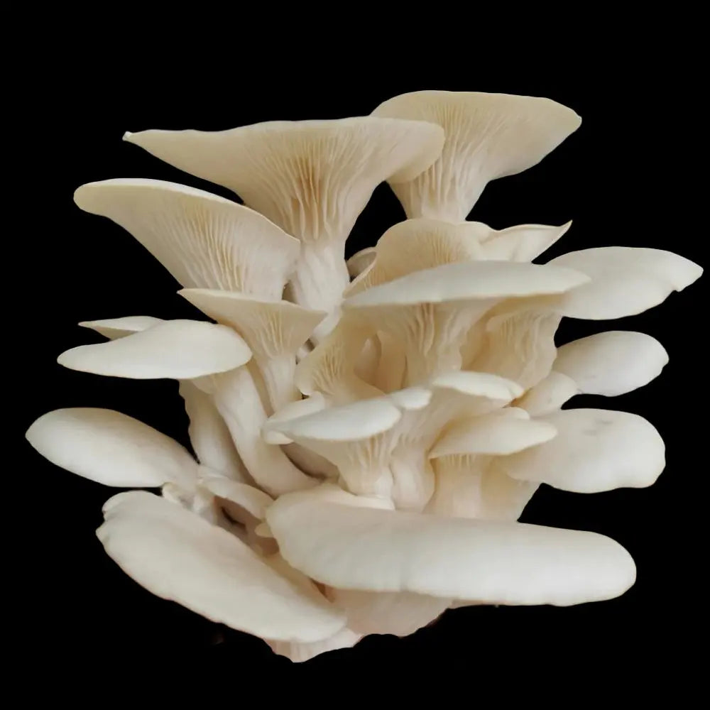 White Elm Oyster Mushroom  Mycotopia