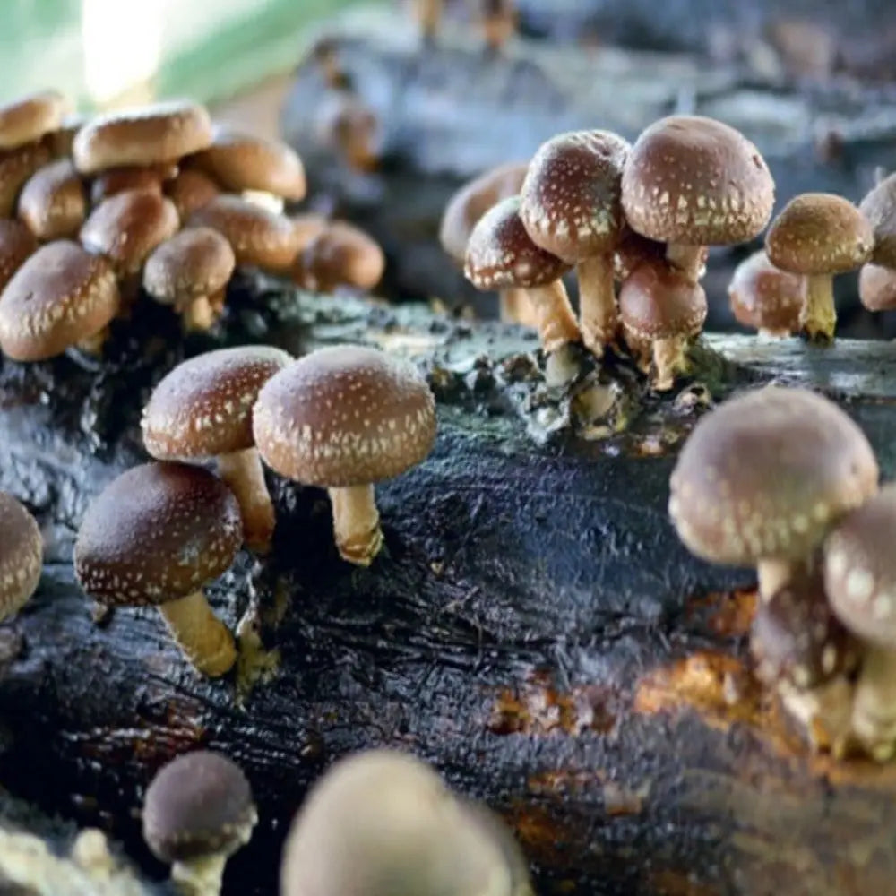 Australian Shiitake Mushroom.  Mycotopia